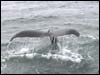 Humpback Whale Show